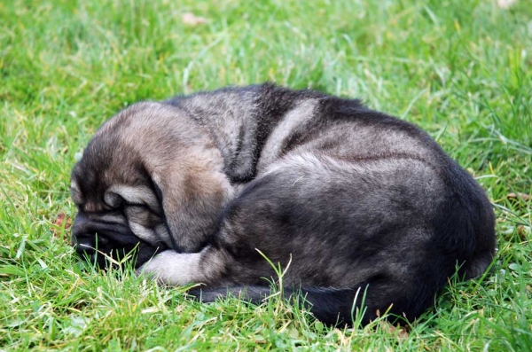 Puppy from La Huelga - 39 days old - Born 21.11.2007
Tejo de Fuente Mimbre x Deva de Ablanera
21.11.2007  



Keywords: puppyspain puppy cachorro huelga