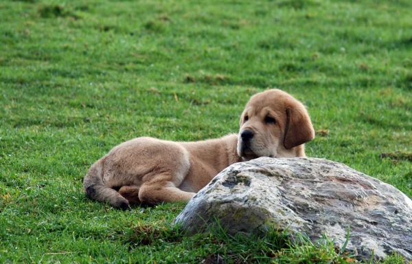 Puppy from Torrestio - born 05.12.2008
Tejo de Fuente Mimbre X Guadiana de Babia
05.12.2008

Keywords: torrestio