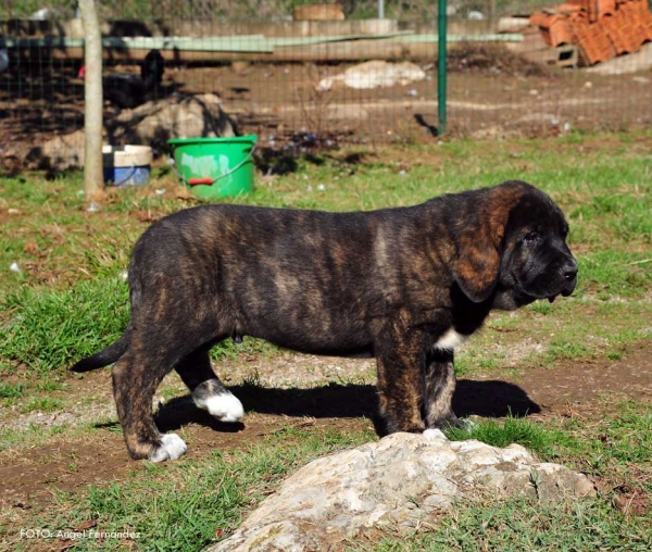 Puppiy from kennel 'Torrestio', born September 2012
Oliveros VII de Riolago X Pizarra de Torrestio

Keywords: torrestio puppyspain