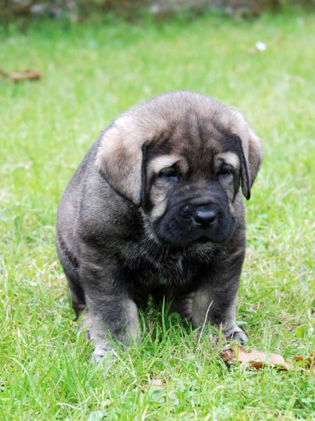 Puppy from La Huelga - 39 days old - Born 21.11.2007
Tejo de Fuente Mimbre x Deva de Ablanera
21.11.2007 



Keywords: puppyspain puppy cachorro huelga