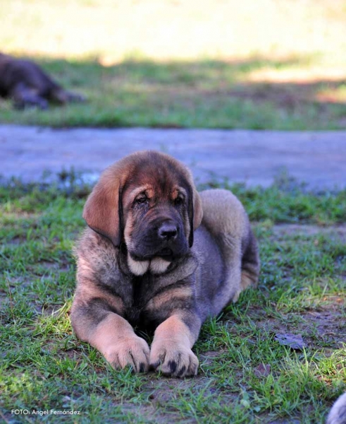 Puppy from kennel 'Torrestio', born September 2012
Oliveros VII de Riolago X Pizarra de Torrestio

Keywords: torrestio puppyspain