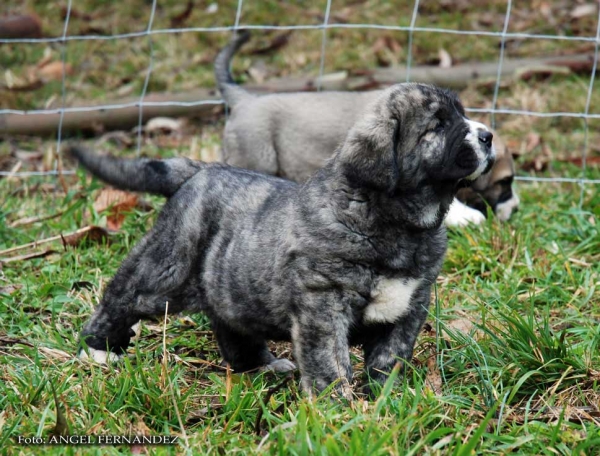 Puppies from Abarrio - born 26.11.2007   
Tigre de Ablanera X Sierra de la Vicheriza 
26.11.2007   

Keywords: puppyspain puppy cachorro