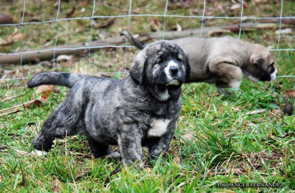 Puppies from Abarrio - born 26.11.2007   
Tigre de Ablanera X Sierra de la Vicheriza 
26.11.2007   

Keywords: puppyspain puppy cachorro