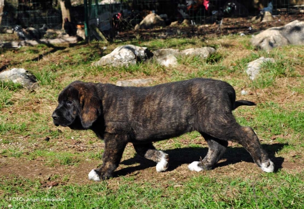 Puppy from kennel 'Torrestio', born September 2012
Oliveros VII de Riolago X Pizarra de Torrestio

Keywords: torrestio puppyspain