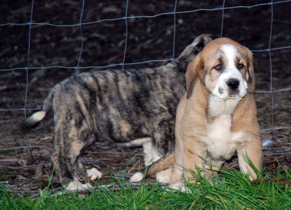 Puppies from Abarrio, born 12.09.2008
Tigre de Ablanera X Sierra de la Vicheriza
12.09.2008

Keywords: abarrio