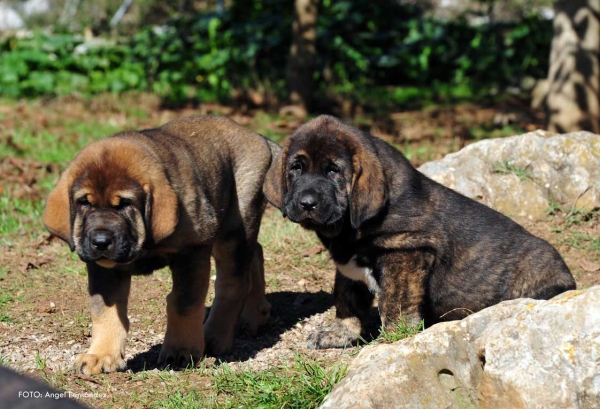 Puppies from kennel 'Torrestio', born September 2012
Oliveros VII de Riolago X Pizarra de Torrestio
 
Keywords: torrestio puppyspain