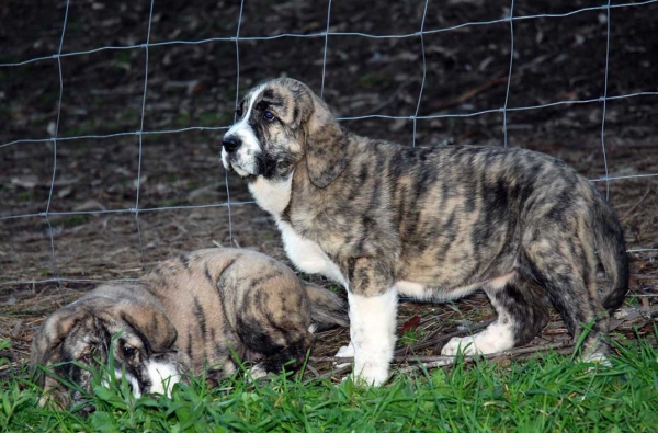 Puppies from Abarrio, born 12.09.2008
Tigre de Ablanera X Sierra de la Vicheriza
12.09.2008

Keywords: abarrio