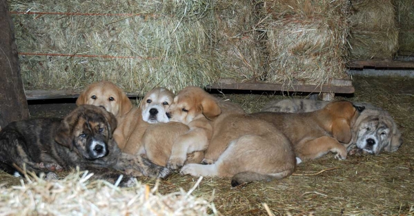 Puppies from Torrestio - born 05.12.2008
Tejo de Fuente Mimbre X Guadiana de Babia
05.12.2008

Keywords: torrestio