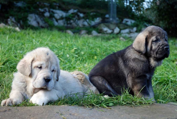 Puppies from El Macareno - Born 12.11.2007
Moroco de Fuente Mimbre X Val de Torreanaz  
12.11.2007   

Keywords: puppyspain puppy cachorro