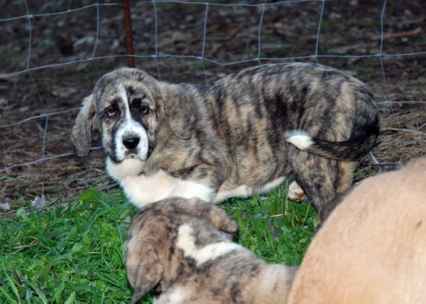 Puppies from Abarrio, born 12.09.2008
Tigre de Ablanera X Sierra de la Vicheriza
12.09.2008

Keywords: abarrio