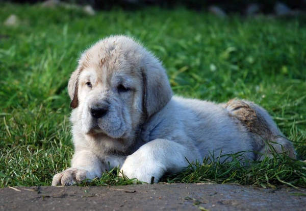 Puppy from El Macareno - Born 12.11.2007
Moroco de Fuente Mimbre X Val de Torreanaz  
12.11.2007   

Keywords: puppyspain puppy cachorro