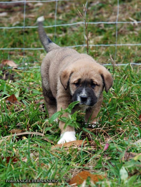 Puppy from Abarrio - born 26.11.2007   
Tigre de Ablanera X Sierra de la Vicheriza 
26.11.2007   

Keywords: puppyspain puppy cachorro