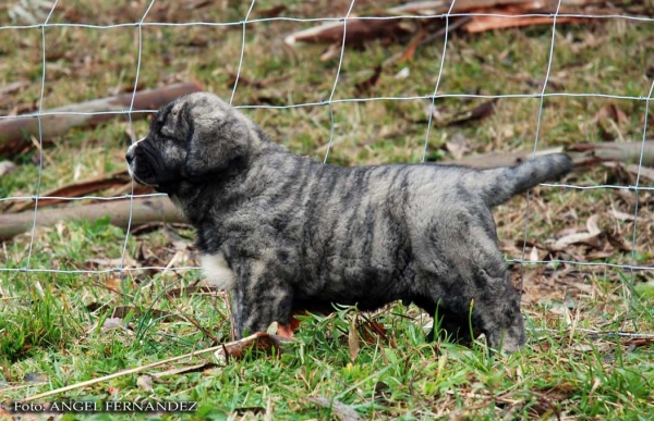 Puppy from Abarrio - born 26.11.2007   
Tigre de Ablanera X Sierra de la Vicheriza 
26.11.2007   

Keywords: puppyspain puppy cachorro