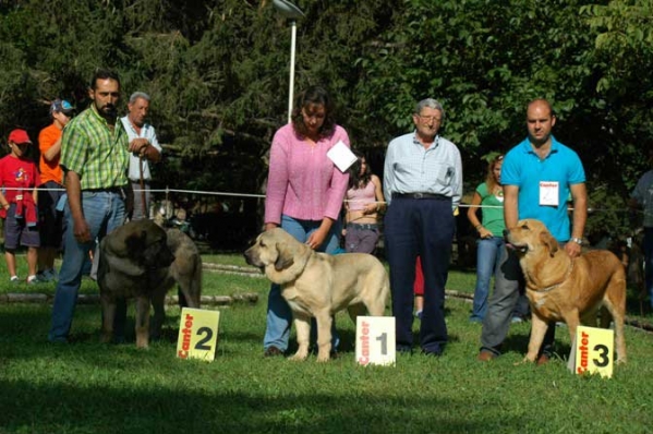 Puppy Class Males - Barrios de Luna, León, Spain 10.09.2006
2.  Duque de Reciecho: (Dumbo de Reciecho x Luna  de Reciecho) - Born: 25.12.2005 - Breeder & owner: Baltasar Álvarez 

1. Ramonet (Los Payuelos): (Ron de Babia x Trufa de Trashumancia) Born: 28.03.2006 - Breeder: Baltasar Redondo Redondo - Owner: Lenka Erbenova

3. Sargón de Filandón: (Athos de Laciana x Troya de Buxionte) - Born: 01.01.2006 - Breeder & owner: Moncó, José Manuel Moncó
Keywords: 2006