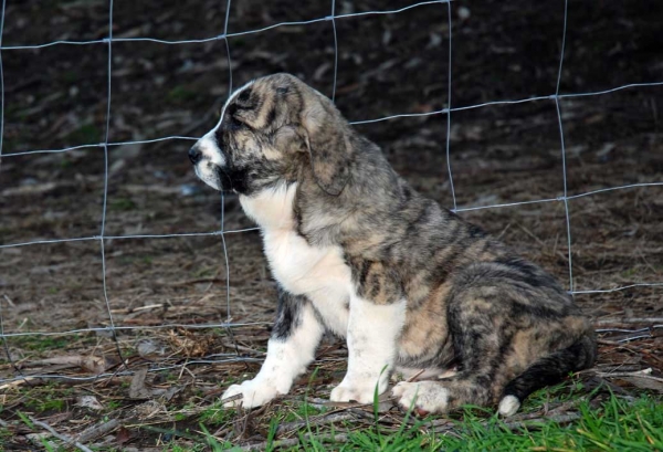 Puppy from Abarrio, born 12.09.2008
Tigre de Ablanera X Sierra de la Vicheriza
12.09.2008

Keywords: abarrio