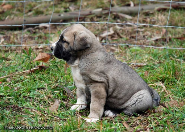 Puppy from Abarrio - born 26.11.2007   
Tigre de Ablanera X Sierra de la Vicheriza 
26.11.2007   

Keywords: puppyspain puppy cachorro