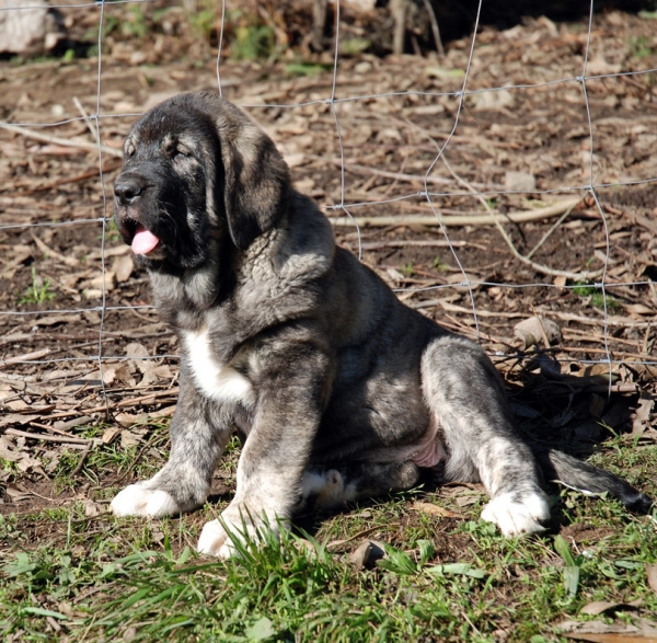 Teverga
(Tejo de Fuente Mimbre X Lola)
Keywords: angel ablanera