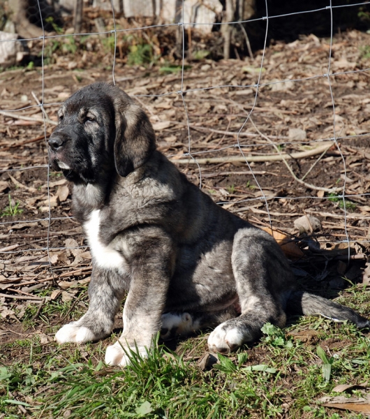 Teverga
(Tejo de Fuente Mimbre X Lola)
Keywords: angel ablanera