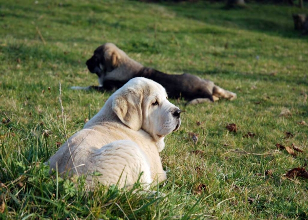 Puppies from El Macareno
(Moroco de Fuente Mimbre X Val de Torreanaz)
Born: 12.11.2007 

Breeder: Francisco David Gonzalez Remis 
Photo: Angel Fernández 
Keywords: macareno