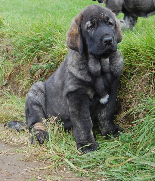 Lola de Villapedre - born 12.03.2012
Solo de Folgueras X Lima del Macareno
Keywords: puppyspain villapedre