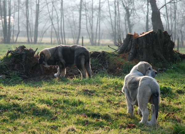 Puppies from El Macareno - Winner Photo of the Month March 2008
(Moroco de Fuente Mimbre X Val de Torreanaz)
Born: 12.11.2007 

Breeder: Francisco David Gonzalez Remis 
Photo: Angel Fernández 
Keywords: macareno
