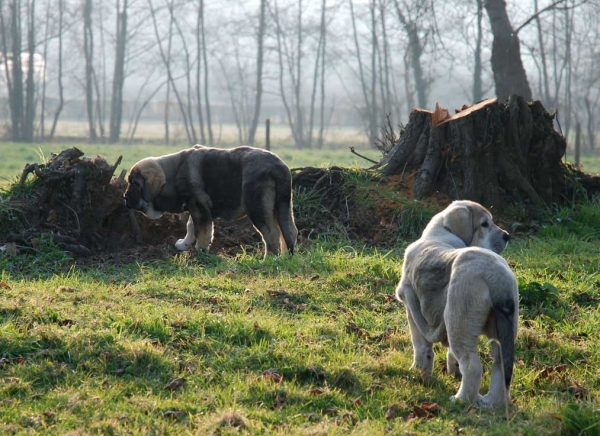 Puppies from El Macareno - Winner Photo of the Month March 2008
(Moroco de Fuente Mimbre X Val de Torreanaz)
Born: 12.11.2007 

Breeder: Francisco David Gonzalez Remis 
Photo: Angel Fernández 
Ključne reči: macareno