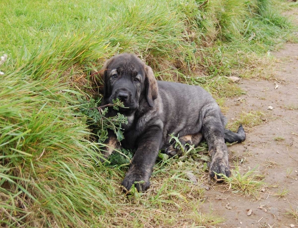 Lola de Villapedre - born 12.03.2012
Solo de Folgueras X Lima del Macareno
Keywords: puppyspain villapedre