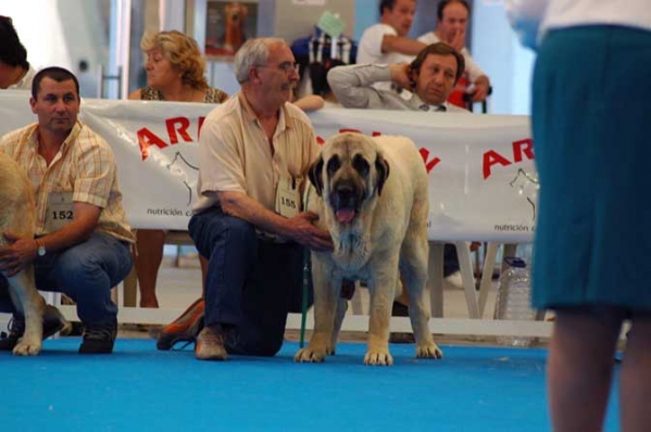 Winner Open Class Females - Gala de Autocan - Specialty 'Razas Españoles', National Show, Talavera de la Reina, Toledo,  20.05.2006
Keywords: 2006 autocan