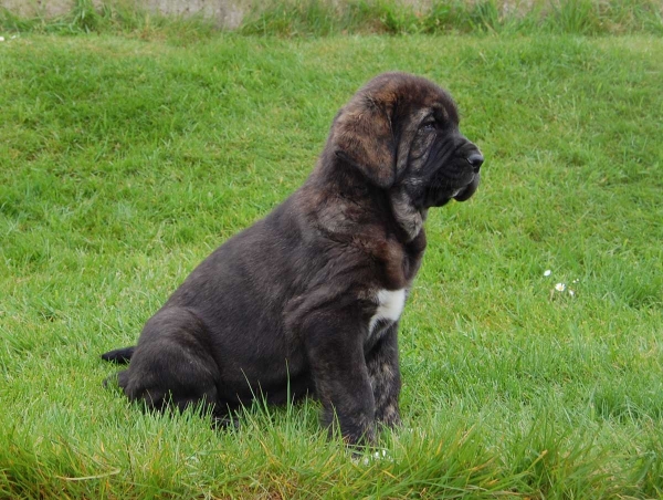 Dama de Villapedre - born 12.03.2012
Solo de Folgueras X Lima del Macareno
Keywords: puppyspain villapedre