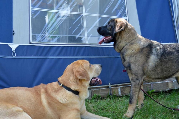 Summermeeting 2013 - Cherie, Basko and Holger
Bathin Tornado Erben X Brisa de Abelgas
Born: 09.10.2012
