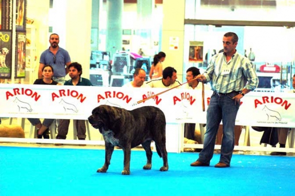 Best Female - CH. Tita de los Zumbos - Specialty 'Razas Españoles', National Show, Talavera de la Reina, Toledo,  20.05.2006
Keywords: 2006 zumbos