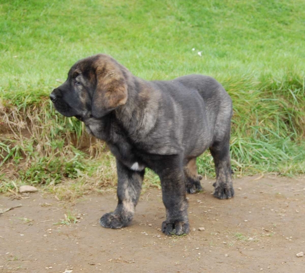 Lola de Villapedre - born 12.03.2012
Solo de Folgueras X Lima del Macareno
Keywords: puppyspain villapedre