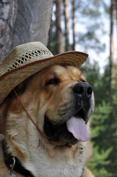 Enzo Lu Dareva - cowboy :) 
(Druso de la Aljabara x Franchesca Mastibe) 
Born: 05.10.2006 
3. Winner Photo of the Month July 2009 in Mastin Gallery
Keywords: izka