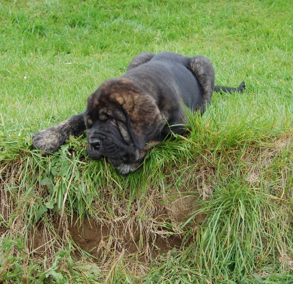 Señora de Villapedre - born 12.03.2012
Solo de Folgueras X Lima del Macareno
Keywords: puppyspain villapedre