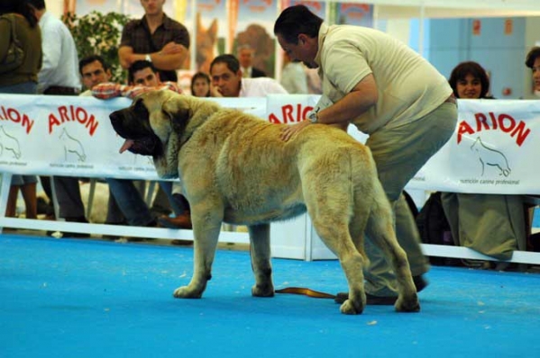 Sanson - Winner Open Class Males, BOB (Best of Breed) - Specialty 'Razas Españoles', National Show, Talavera de la Reina, Toledo,  20.05.2006
Keywords: 2006 baolamadera