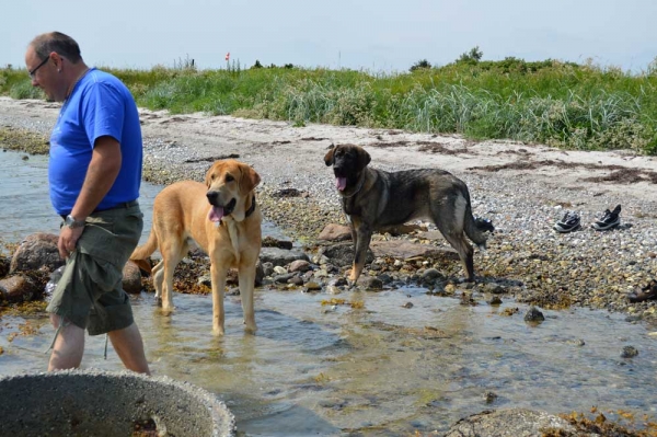 Summermeeting 2013 - Cherie, Basko and Holger
Bathin Tornado Erben X Brisa de Abelgas
Born: 09.10.2012
