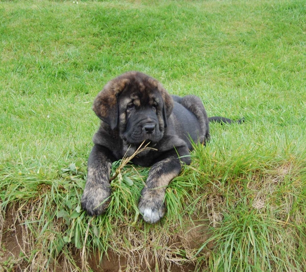 Señora de Villapedre - born 12.03.2012
Solo de Folgueras X Lima del Macareno
Keywords: puppyspain villapedre