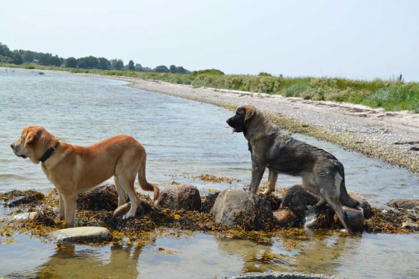 Summermeeting 2013 - Cherie, Basko and Holger
Bathin Tornado Erben X Brisa de Abelgas
Born: 09.10.2012
