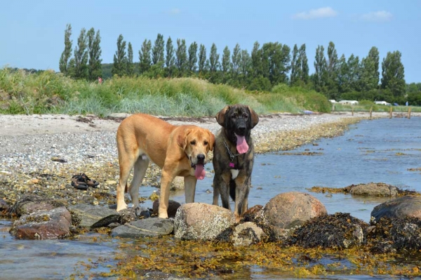 Summermeeting 2013 - Cherie, Basko and Holger
Bathin Tornado Erben X Brisa de Abelgas
Born: 09.10.2012
