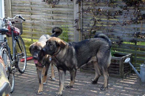 Summermeeting 2013 - Cherie, Basko and Holger
Bathin Tornado Erben X Brisa de Abelgas
Born: 09.10.2012
