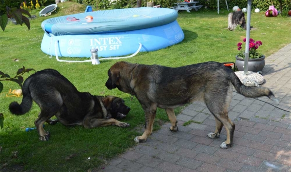 Summermeeting 2013 - Cherie, Basko and Holger
Bathin Tornado Erben X Brisa de Abelgas
Born: 09.10.2012
