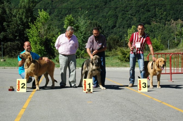 Duque de Reciecho 1º, Best Puppy, Sargón de Filandón 2º & Nerón 3º - Puppy Class Males - Villablino, León - 06.08.2006
Keywords: 2006