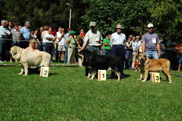 2. Feya Mastibe, 1. Concha de Babia, 3. ? - Open Class Females - Barrios de Luna 10.09.2006
Feya Mastibe: (Basil Mastifland x Connie Mastibe) Born: 08.05.2003 - Breeder & owner: Iva Jarova

Concha: (Ulises de Babia x ?) Born: ? - Breeder & owner: Pedro Álvarez Barriada

3. ?
Keywords: 2006