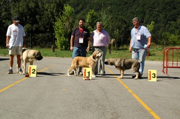 Laguna 1º, Leonesa de Los Altos Duero 2º & Oliva de Los Zumbos 3º - Puppy Class Females - Villablino, León - 06.08.2006
Keywords: 2006