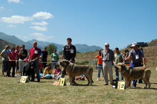 3. Costero de Buxionte, 1. Tejo de Reciecho & 2. Bush de La Vicheriza - Open Class Males, San Emiliano, León 20.08.2006
Keywords: 2006