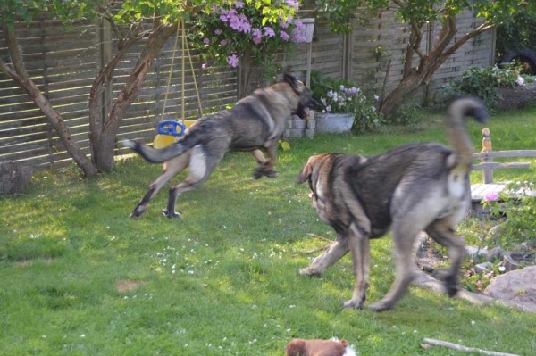 Summermeeting 2013 - Cherie, Basko and Holger
Bathin Tornado Erben X Brisa de Abelgas
Born: 09.10.2012
