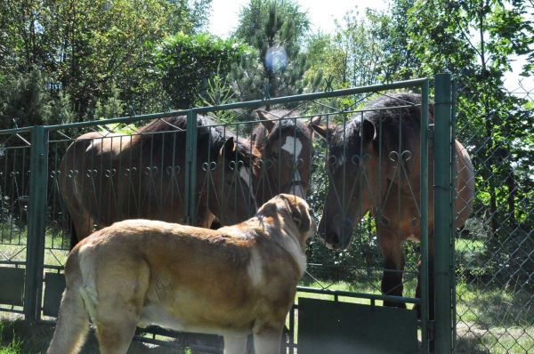 Enzo Lu Dareva and horses 
Keywords: izka