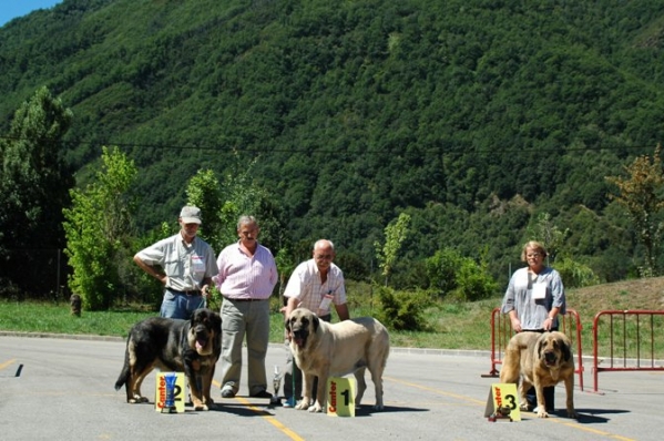 Cala de Autocan 1º,  Salma de Babia 2º & Brujilla de Tsaciana 3º - Open Class Females, Villablino, León - 06.08.2006
Keywords: 2006