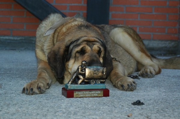 Mastín and Trophy - Villablino, León - 06.08.2006
Keywords: 2006