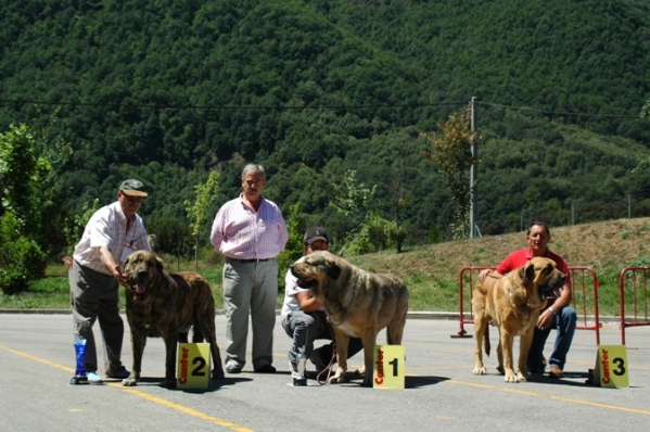 Tejo de Reciecho 1º Best in Show, Delco de Autocan 2º & León de Cueto Negro 3º - Open Class males, Villablino, León - 06.08.2006
Keywords: 2006